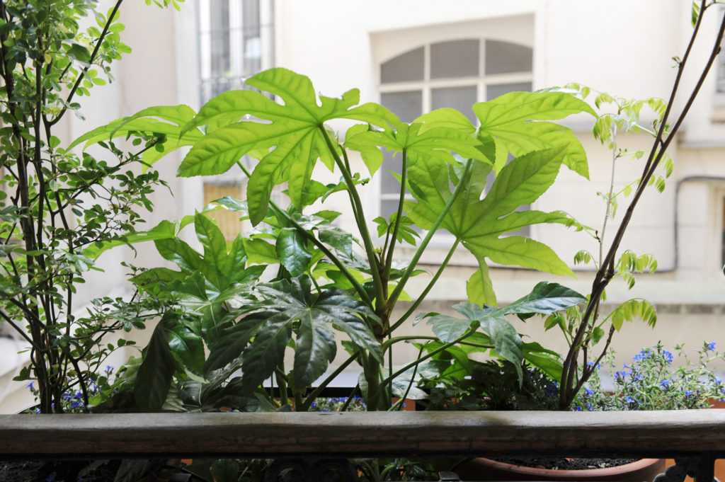 jardinière fenêtre Paris. Le Vert à Soi