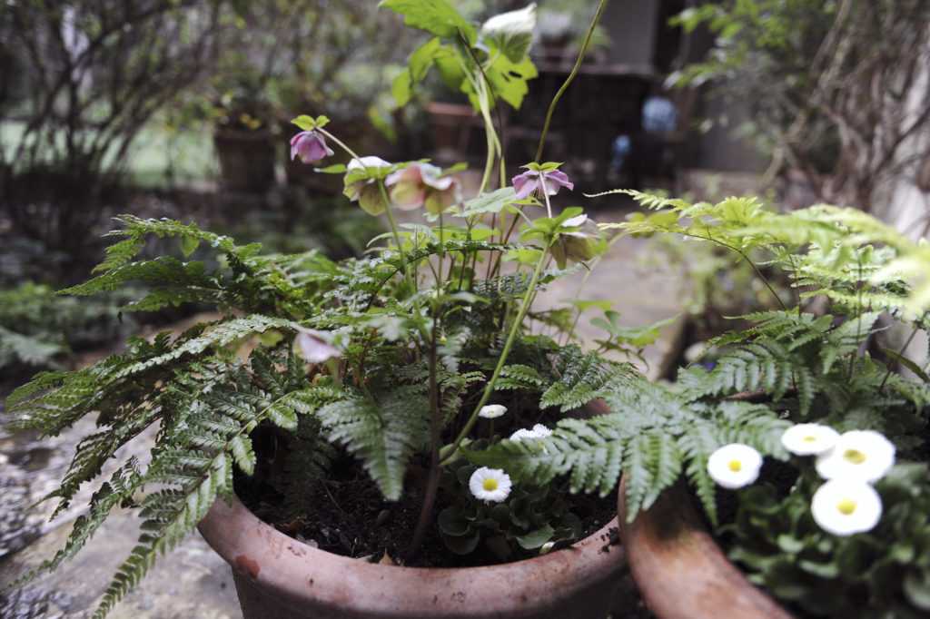 Potées de saisons. Décoration végétale Le Vert à Soi