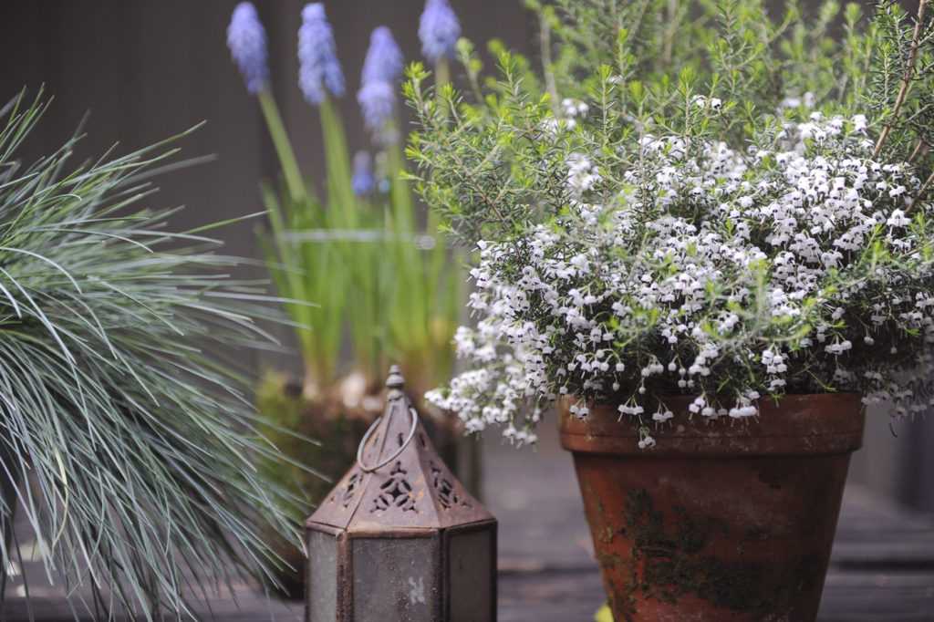 Potées de saisons. Décoration végétale Le Vert à Soi