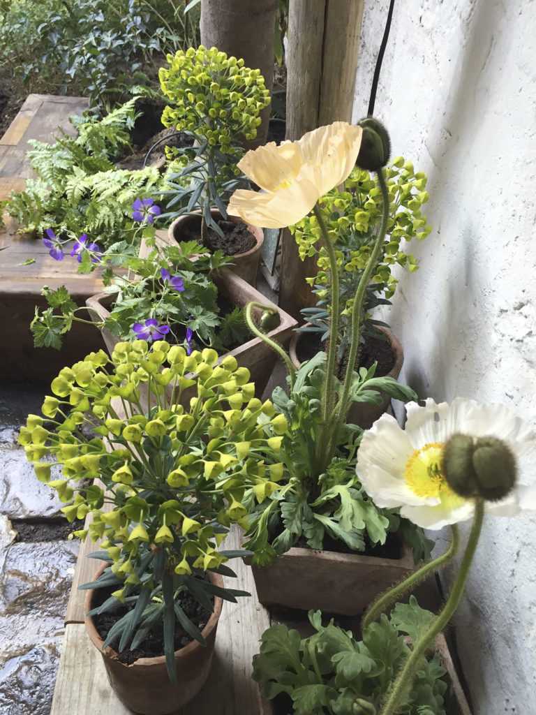 Potées de saisons. Décoration végétale Le Vert à Soi